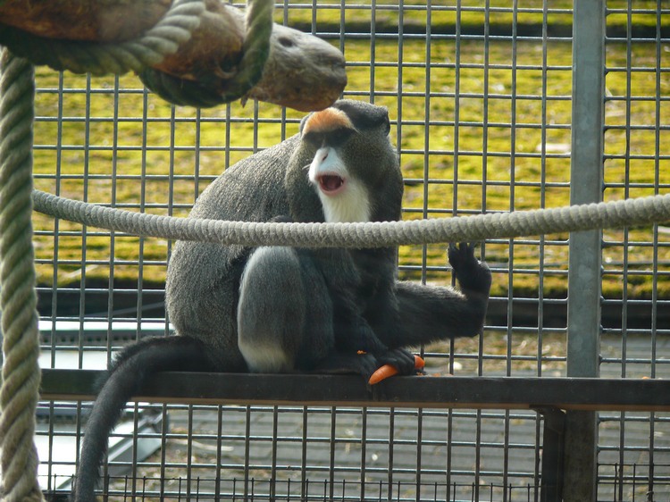 2009-06_opelzoo_017.JPG