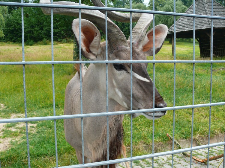 2009-06_opelzoo_062.JPG