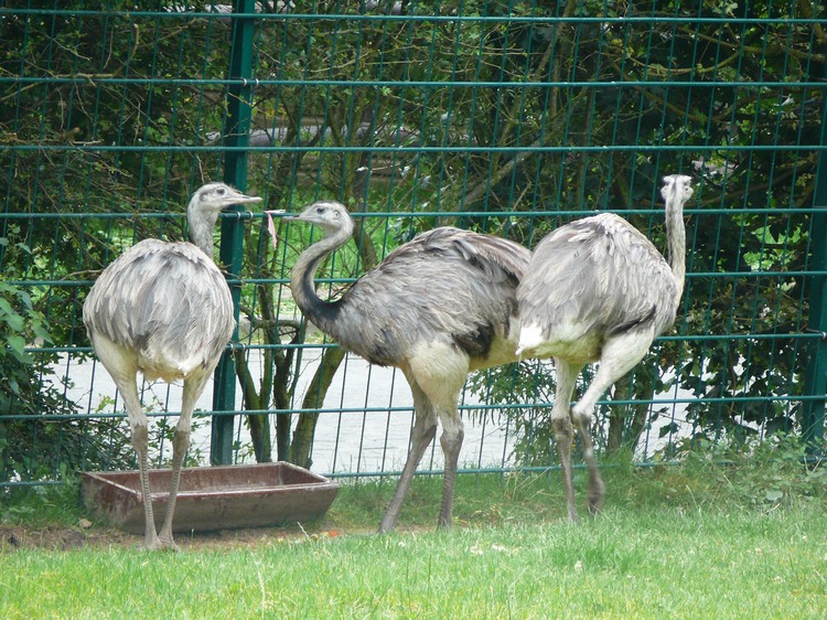 2009-06_opelzoo_066.JPG