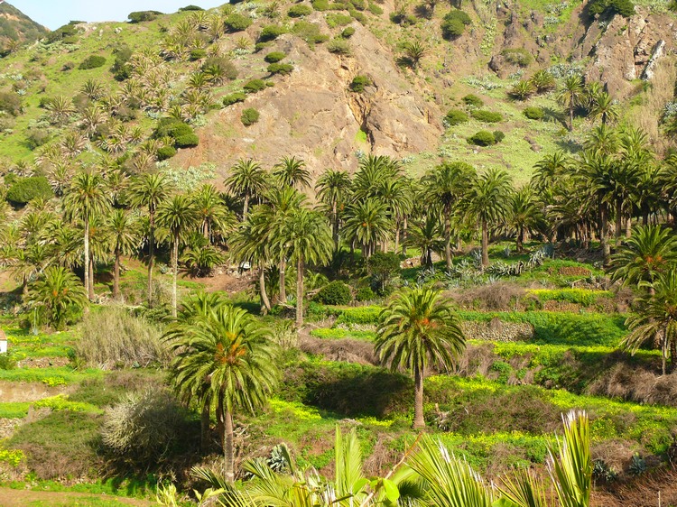 2009-01_lagomera-241.JPG